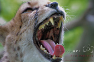 Roaring Cheetah