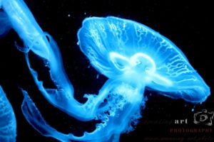 Jellyfish -1024x683